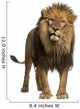 Lion Standing Looking at the Camera Wall Decal
