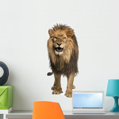 Front Lion Roaring Wall Decal shown on a wall