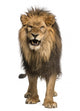 Front View of a Lion Roaring Wall Decal