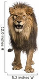 Front View of a Lion Roaring Wall Decal