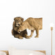 Lion and Lioness Cuddling, Panthera Leo, Isolated on White 