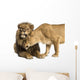Lion and Lioness Cuddling, Panthera Leo, Isolated on White 