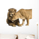 Lion and Lioness Cuddling, Panthera Leo, Isolated on White 