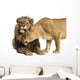 Lion and Lioness Cuddling, Panthera Leo, Isolated on White 