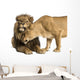 Lion and Lioness Cuddling, Panthera Leo, Isolated on White 