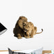 Lion and lioness cuddling, lying, Panthera leo, isolated Wall Decal