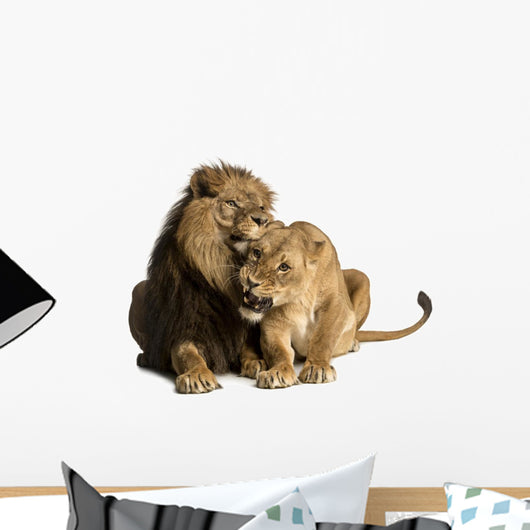 Lion and lioness cuddling, lying, Panthera leo, isolated Wall Decal