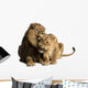 Lion and lioness cuddling, lying, Panthera leo, isolated Wall Decal