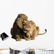 Lion and lioness cuddling, lying, Panthera leo, isolated Wall Decal