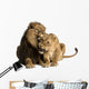 Lion and lioness cuddling, lying, Panthera leo, isolated Wall Decal