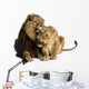 Lion and lioness cuddling, lying, Panthera leo, isolated Wall Decal