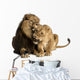 Lion and lioness cuddling, lying, Panthera leo, isolated Wall Decal