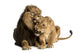 Lion and lioness cuddling, lying, Panthera leo, isolated Wall Decal