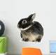Dwarf Rabbit, 1 Year Old, Isolated on White Wall Decal