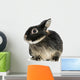 Dwarf Rabbit, 1 Year Old, Isolated on White Wall Decal