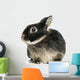 Dwarf Rabbit, 1 Year Old, Isolated on White Wall Decal