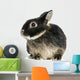 Dwarf Rabbit, 1 Year Old, Isolated on White Wall Decal