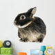 Dwarf Rabbit, 1 Year Old, Isolated on White Wall Decal