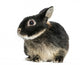 Dwarf Rabbit, 1 Year Old, Isolated on White Wall Decal