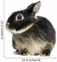 Dwarf Rabbit, 1 Year Old, Isolated on White Wall Decal