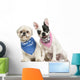 Shih Tzu and French Bulldog Puppy Wearing Bandana Sitting Wall Decal