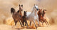 Horses in sand dust 