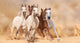 Horses in sand dust 