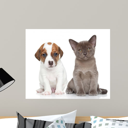 Puppy and Kitten on White 