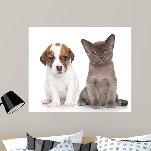 Puppy and Kitten on White 