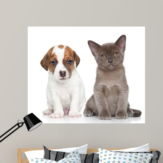 Puppy and Kitten on White 