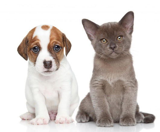 Puppy and Kitten on White 