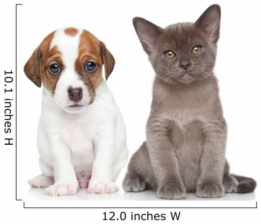 Puppy and Kitten on White 