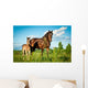 Bay Mare With Foal Standing 
