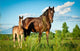 Bay Mare With Foal Standing 