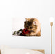 Young cat with a red rose Wall Mural