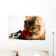 Young cat with a red rose Wall Mural