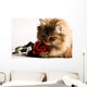 Young cat with a red rose Wall Mural