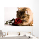 Young cat with a red rose Wall Mural