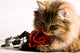 Young cat with a red rose Wall Mural