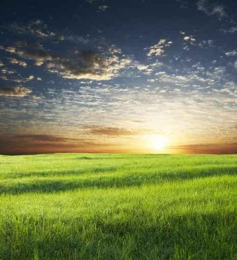 Field and Sky Wall Decal Design 1