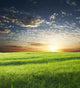 Field and Sky Wall Decal Design 1