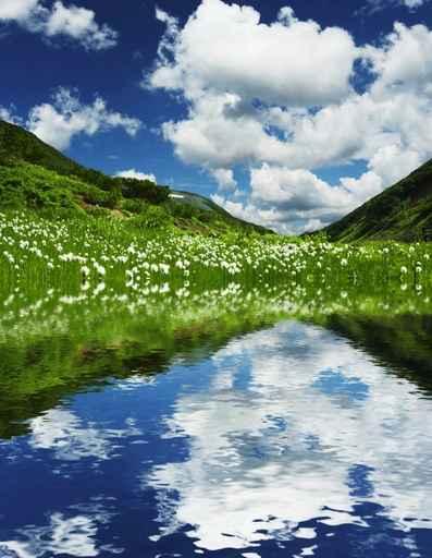 Mountain Meadow Wall Decal Design 2