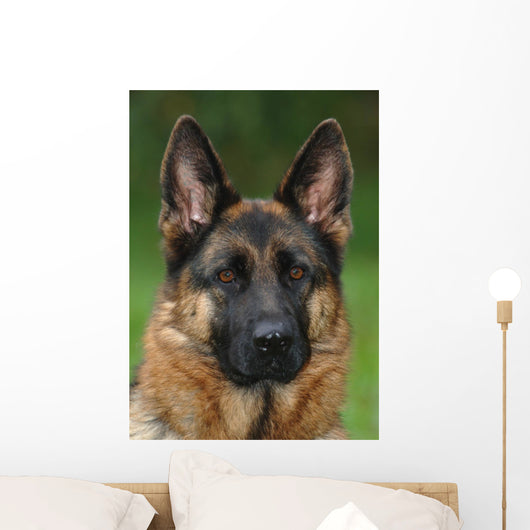 German Shepherd Dog Wall Mural