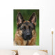 German Shepherd Dog Wall Mural