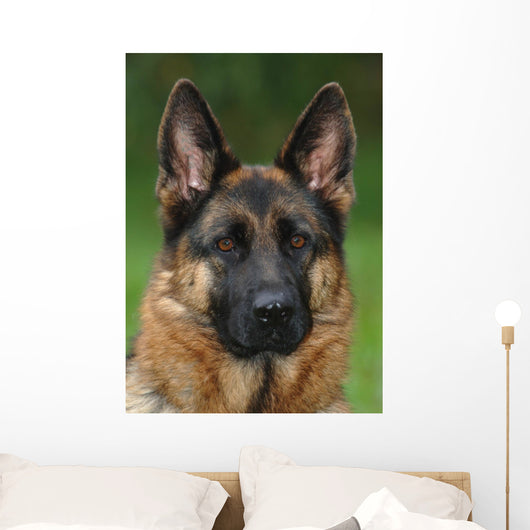 German Shepherd Dog Wall Mural