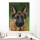 German Shepherd Dog Wall Mural