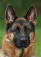German Shepherd Dog Wall Mural