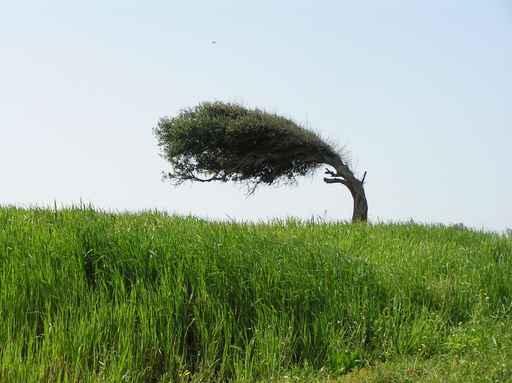 Windbaum Wall Decal