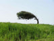 Windbaum Wall Decal