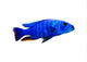 Tropical Fish Wall Decal